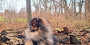 Twini a rejoint le concours — aidez-le/la à gagner de superbes lots ! dog, pomeranian, fluffy, animal, forest, tree_trunk, bark, nature, outdoor, leaf_litter, pet, canine, winter, wood, branch, fur, mammal, park, scenery, wildlife