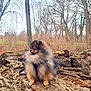dog, pomeranian, fluffy, animal, forest, tree_trunk, bark, nature, outdoor, leaf_litter, pet, canine, winter, wood, branch, fur, mammal, park, scenery, wildlife