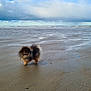 Twini participe au concours pour gagner de l'argent avec cette photo : dog, beach, sand, clouds, sky, water, wet_sand, fluffy, small_dog, outdoor, nature, animal, coast, landscape, walking, daytime, calm, scenic, cloudy_sky, pomeranian