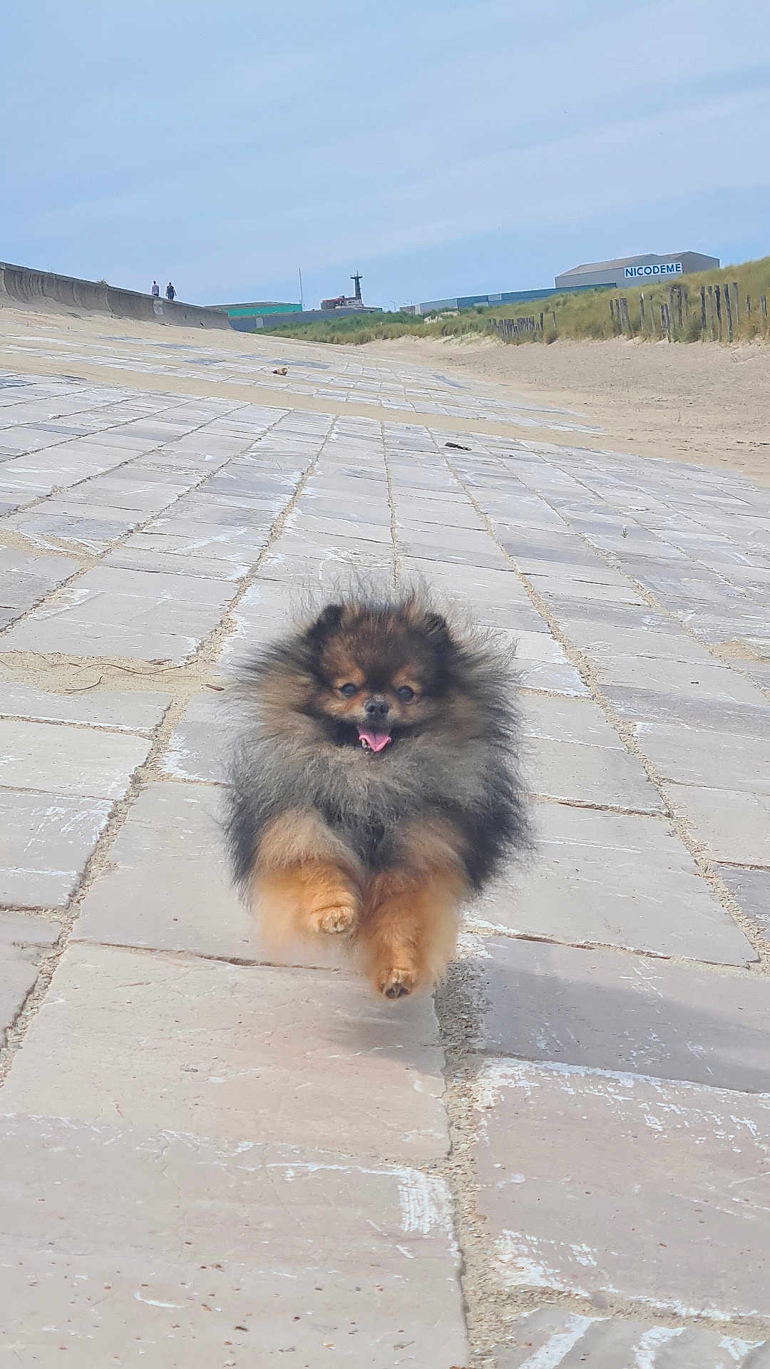 Twini a rejoint le concours — aidez-le/la à gagner de superbes lots ! dog, pomeranian, running, outdoor, happy, fluffy, tongue_out, pavement, beach, sky, grass, daylight, small_dog, animal, pet, walking_path, fence, nature, joyful, canine