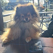 Twini participe au concours pour gagner de l'argent avec cette photo : dog, pomeranian, fluffy, outdoor, table, smartphone, sunlight, pet, cute, animal, furry, small_dog, daylight, urban, bench, person_arm, wood, street, lamp_post, background