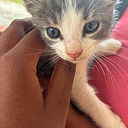Milo is registered to the contest to win money with this photo: kitten, cat, hand, close_up, pet, animal, feline, whiskers, cute, curious, young, domestic, fur, pink_nose, indoor, soft, gentle, person, skin, holding