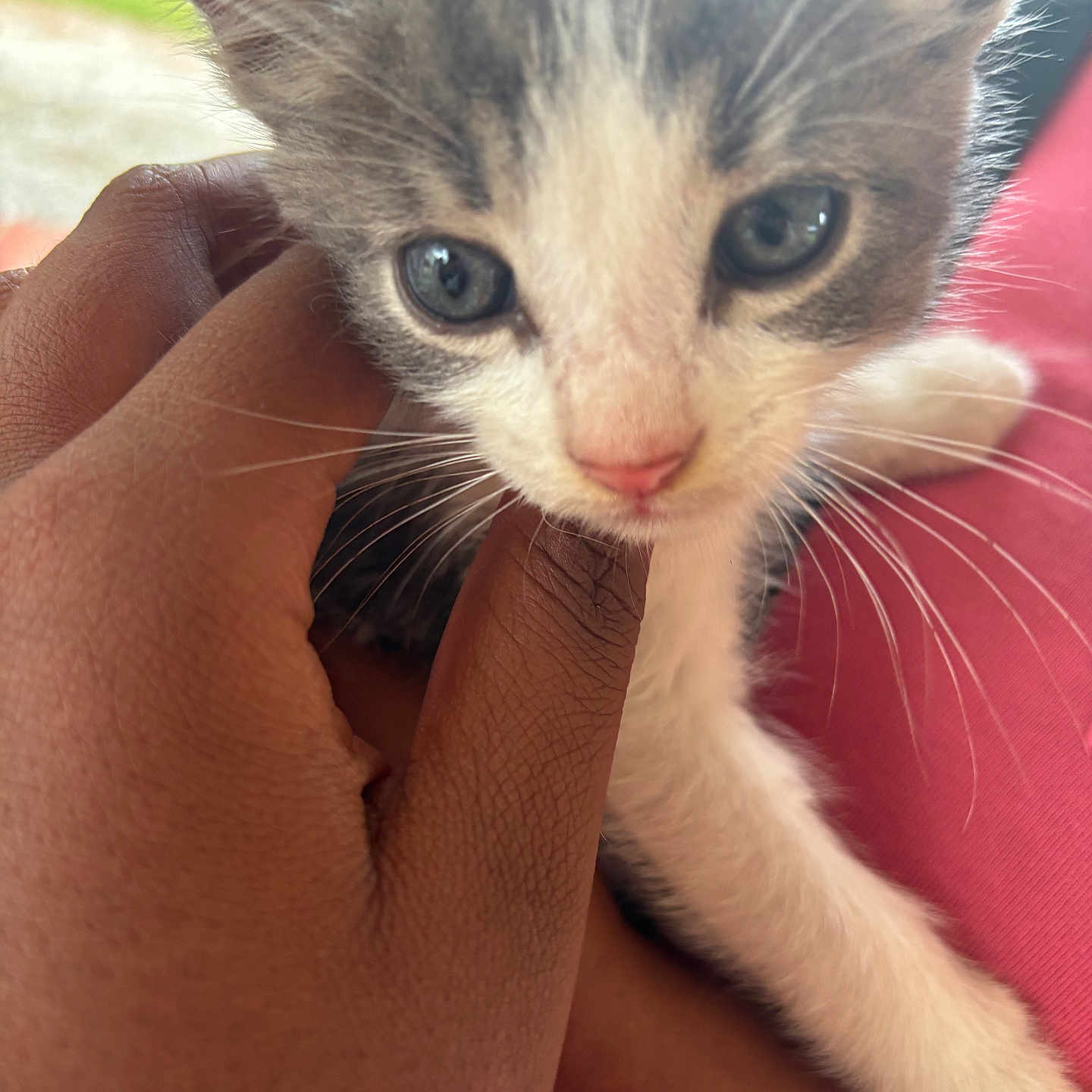 Milo is registered to the contest to win money with this photo: animal, cat, close_up, curious, cute, domestic, feline, fur, gentle, hand, holding, indoor, kitten, person, pet, pink_nose, skin, soft, whiskers, young