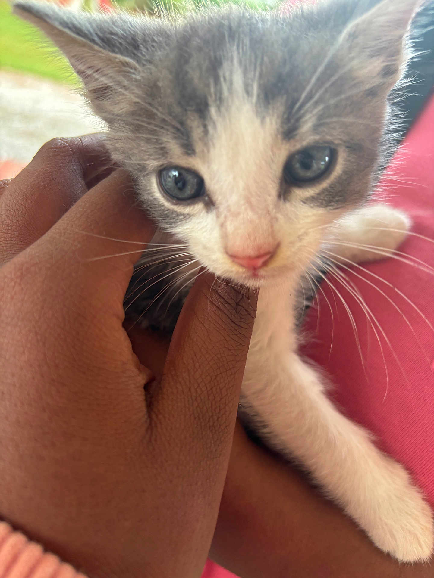 Milo