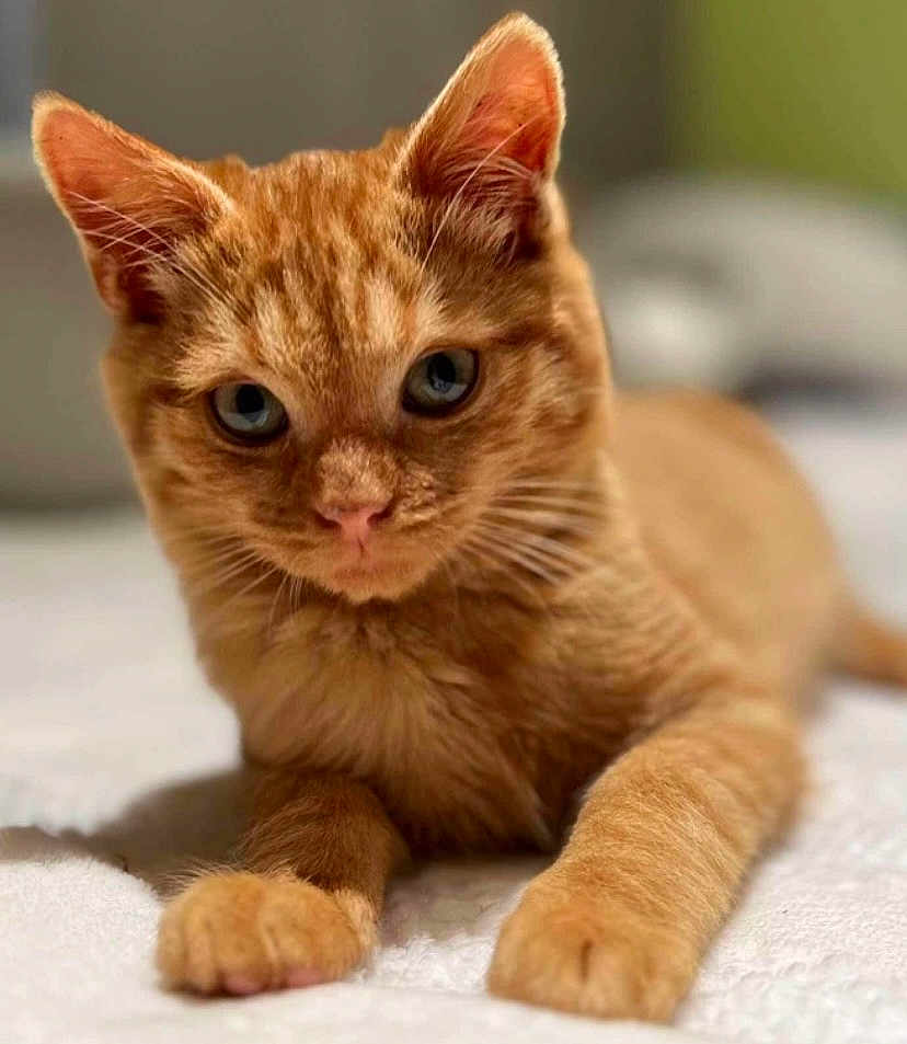 Wally participe au concours pour gagner de l'argent avec cette photo : abyssinian, animal, cat, kitten, manx, pet, wood