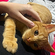 Wally participe au concours pour gagner de l'argent avec cette photo : abyssinian, accessories, animal, bed, blanket, bodypart, cat, couch, face, finger, furniture, hand, head, kitten, manx, person, pet, photography, portrait, sleeping