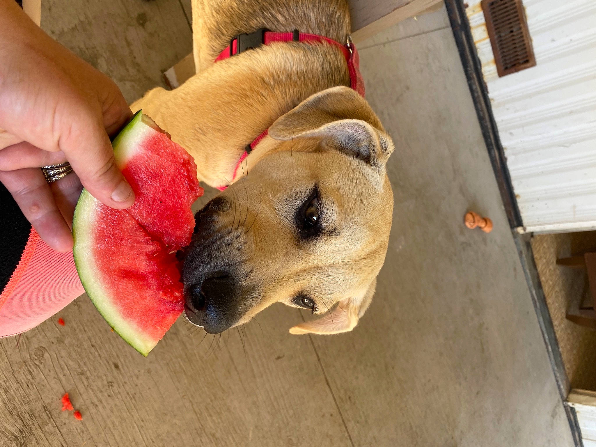 Baily joined the competition — help win amazing prizes! canidae, carnivore, collar, companion_dog, dog, dog_breed, dog_clothes, dog_collar, dog_supply, fashion_accessory, fawn, flooring, fur, leash, pet_supply, sporting_group, toy_dog, whiskers, wood, working_animal