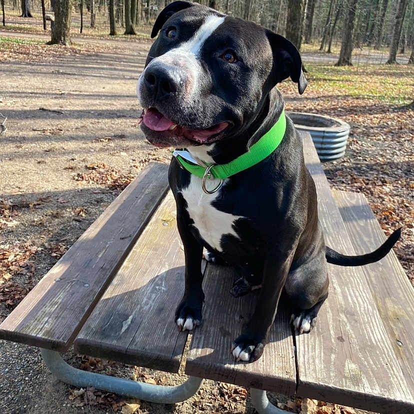 Tank joined the competition — help win amazing prizes! animal, bench, boxer, bulldog, canine, dog, furniture, grass, machine, nature, outdoors, park, pet, pitbull, plant, puppy, soil, tree, vegetation, wood
