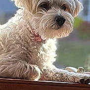 Ellama is registered to the contest to win money with this photo: dog, pet, animal, fluffy, white, fur, collar, window, wood, resting, indoors, sunlight, blurred_background, cute, small_dog, portrait, side_view, calm, domestic, companionship