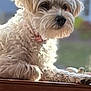 dog, pet, animal, fluffy, white, fur, collar, window, wood, resting, indoors, sunlight, blurred_background, cute, small_dog, portrait, side_view, calm, domestic, companionship