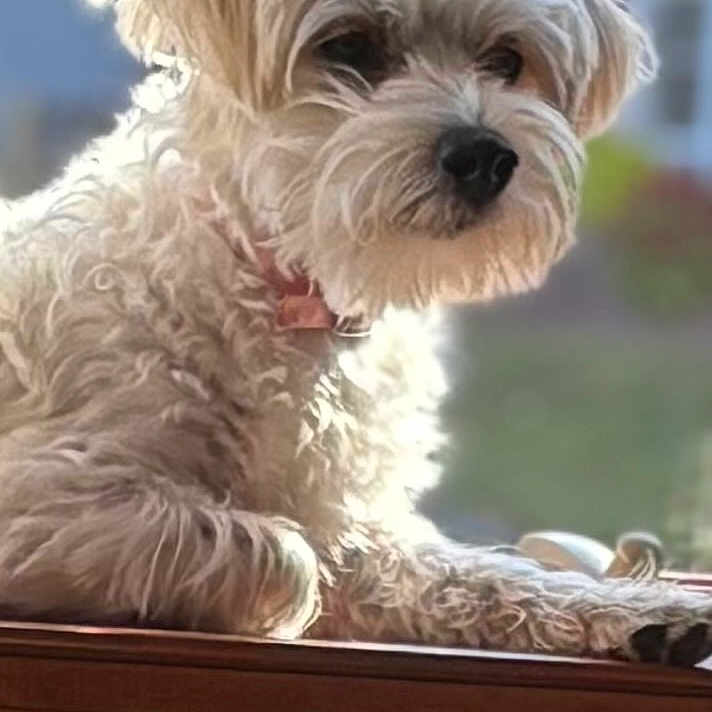 Ellama is registered to the contest to win money with this photo: animal, blurred_background, calm, collar, companionship, cute, dog, domestic, fluffy, fur, indoors, pet, portrait, resting, side_view, small_dog, sunlight, white, window, wood