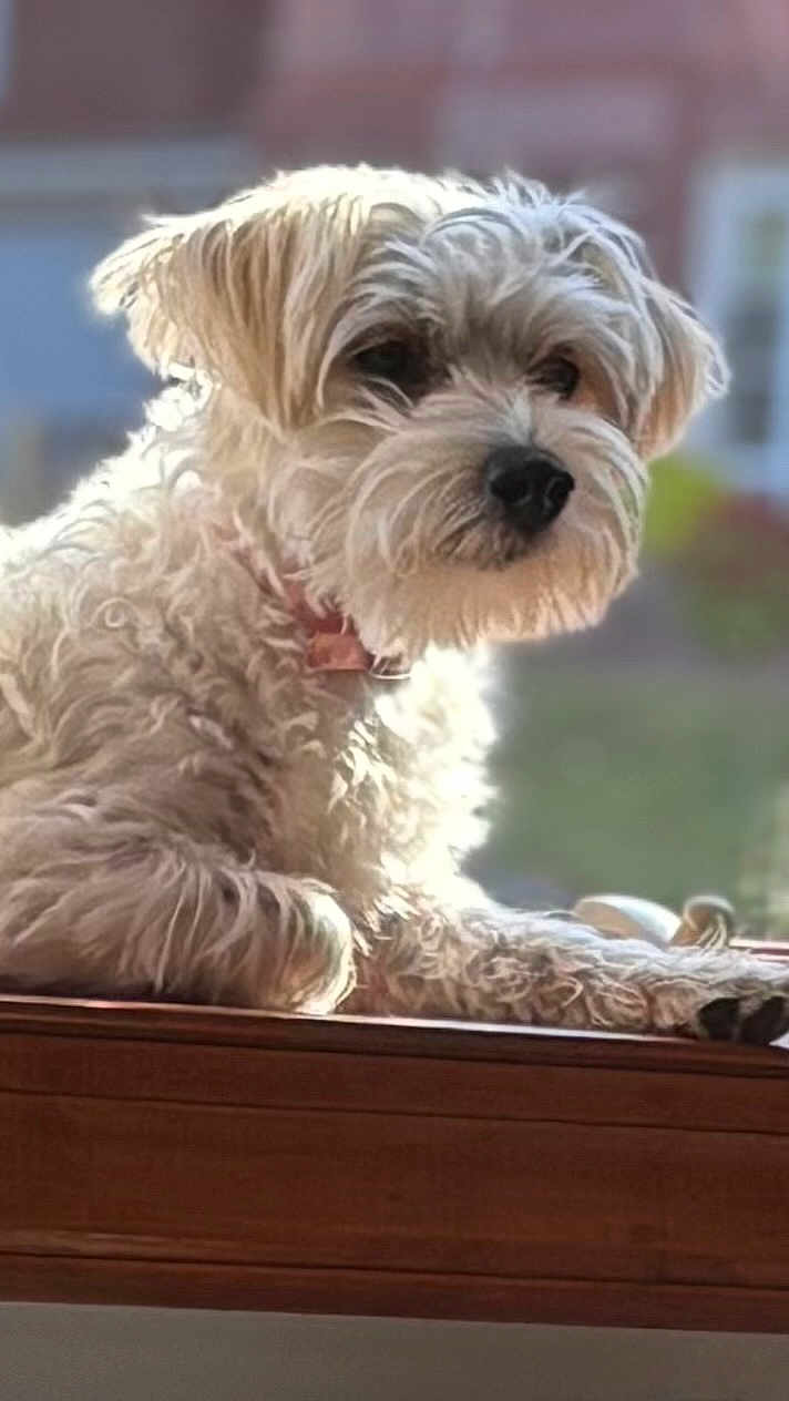 Ellama is registered to the contest to win money with this photo: dog, pet, animal, fluffy, white, fur, collar, window, wood, resting, indoors, sunlight, blurred_background, cute, small_dog, portrait, side_view, calm, domestic, companionship