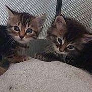 Amalia a rejoint le concours — aidez-le/la à gagner de superbes lots ! kitten, cat, pet, animal, feline, cute, young, fur, whiskers, ears, eyes, towel, indoor, mesh_background, resting, small, adorable, two_kittens, closeup, cozy