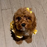 Junnie Pie is registered to the contest to win money with this photo: adorable, animal, brown_fur, canine, cute, dog, domestic_animal, floor, fluffy, fur, indoor, looking_up, pet, portrait, puppy, sitting, small_dog, yellow_bow, yellow_outfit, young_dog