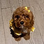 adorable, animal, brown_fur, canine, cute, dog, domestic_animal, floor, fluffy, fur, indoor, looking_up, pet, portrait, puppy, sitting, small_dog, yellow_bow, yellow_outfit, young_dog