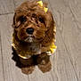 Junnie Pie joined the competition — help win amazing prizes! adorable, animal, brown_fur, companion, curly_fur, cute, dog, domestic_animal, floor, fluffy, indoor, looking_up, pet, portrait, puppy, small_dog, wooden_floor, yellow_bow, yellow_outfit, young_dog