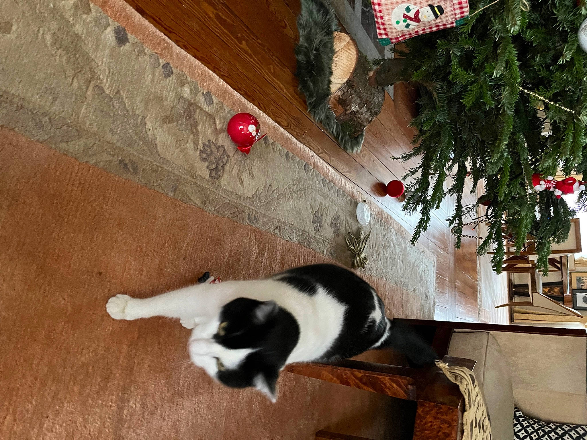 Cartouche a rejoint le concours — aidez-le/la à gagner de superbes lots ! carmine, carnivore, cat, domestic_short_haired_cat, felidae, flooring, flower, flowerpot, fur, hardwood, houseplant, plant, room, small_to_medium_sized_cats, table, tail, tree, whiskers, window, wood