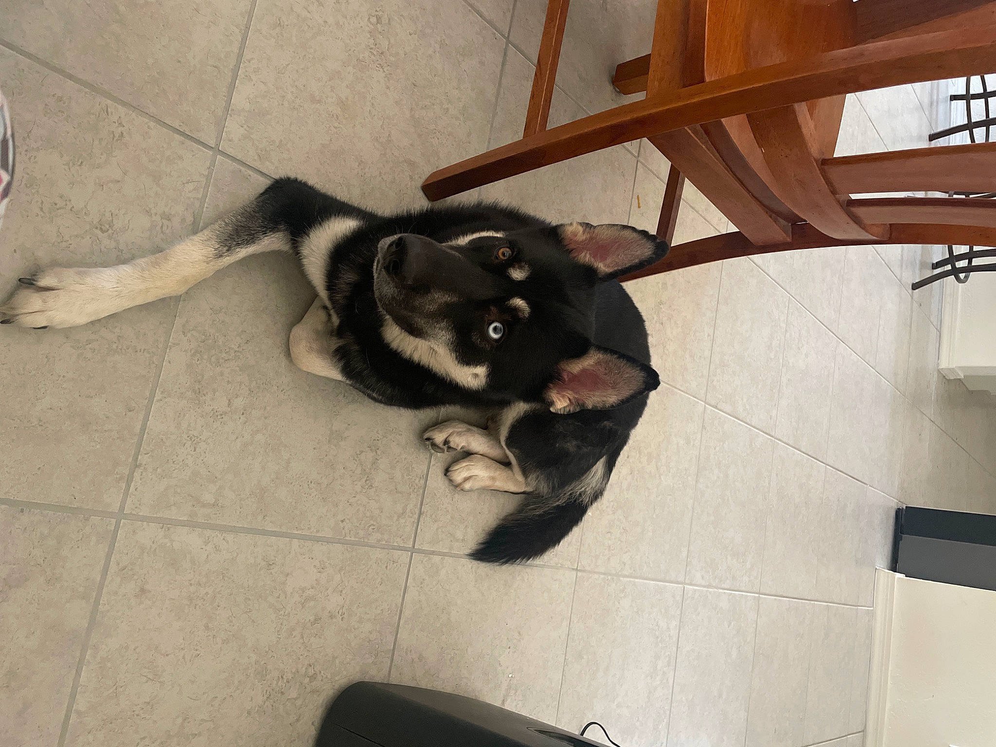 Dozer is registered to the contest to win money with this photo: canidae, carnivore, comfort, companion_dog, dog, dog_breed, fawn, floor, flooring, foot, fur, hardwood, metal, paw, snout, sporting_group, tail, terrestrial_animal, wood, working_animal