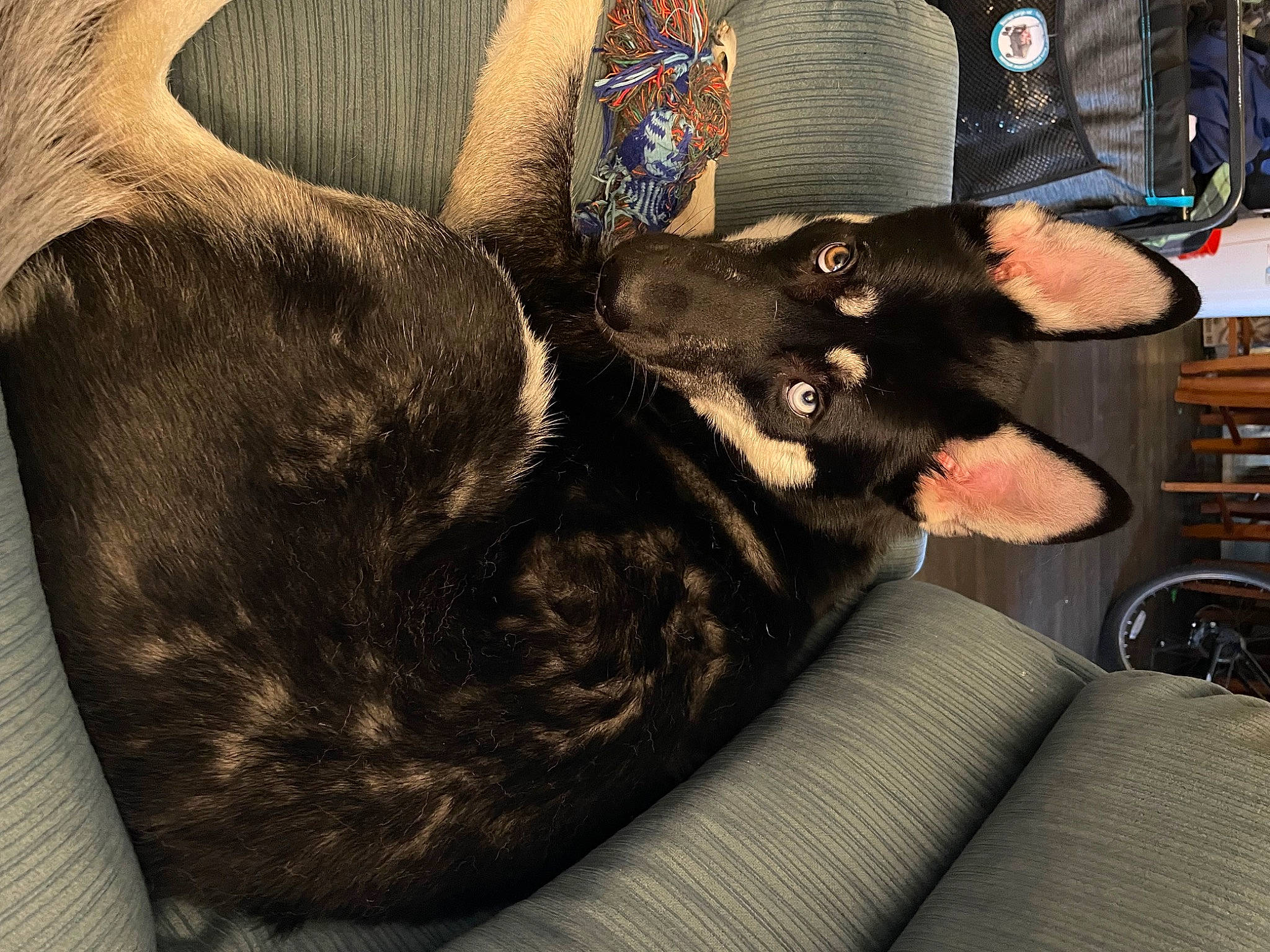 Dozer is registered to the contest to win money with this photo: canidae, carnivore, comfort, companion_dog, couch, dog_breed, domestic_short_haired_cat, drawer, ear, felidae, foot, fur, gesture, paw, small_to_medium_sized_cats, snout, sporting_group, tail, tints_and_shades, whiskers