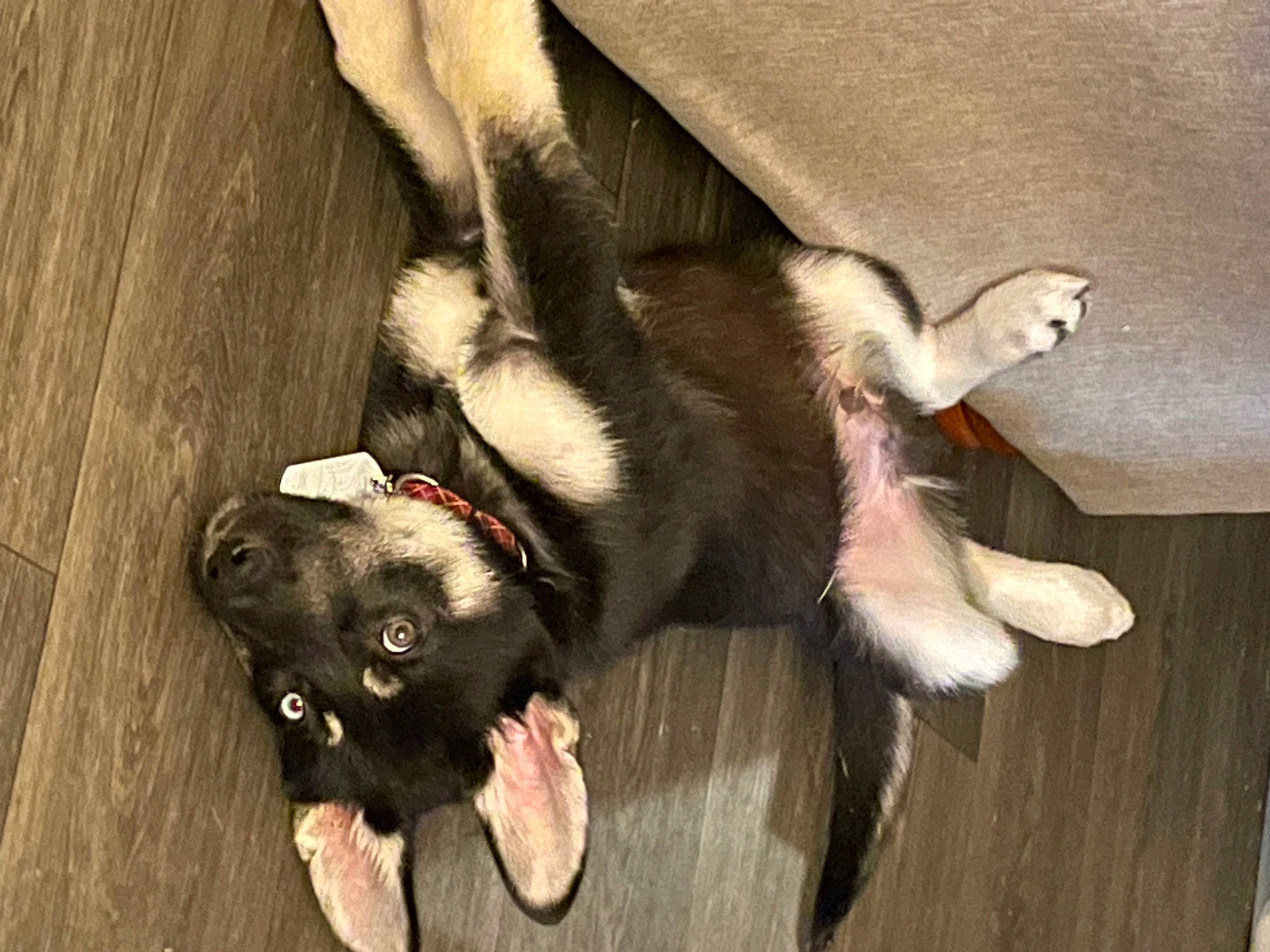 Dozer is registered to the contest to win money with this photo: canidae, carnivore, claw, comfort, companion_dog, dog, dog_breed, fawn, flooring, foot, fur, hardwood, mammal, paw, snout, sporting_group, tail, vertebrate, wood, working_animal