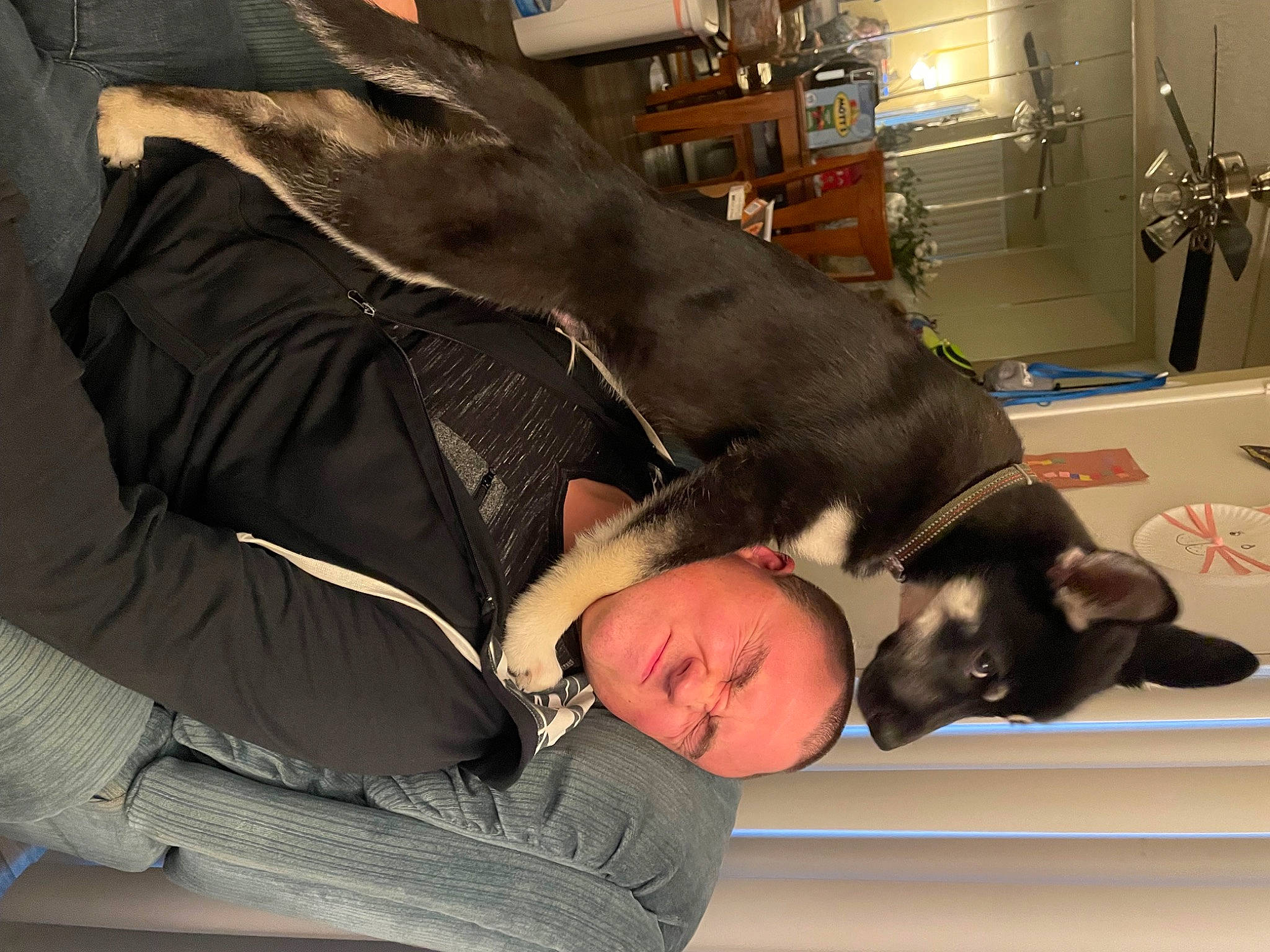 Dozer is registered to the contest to win money with this photo: canidae, carnivore, comfort, companion_dog, couch, dog, dog_breed, fur, guard_dog, lap, nap, picture_frame, room, shelf, sitting, sleep, sporting_group