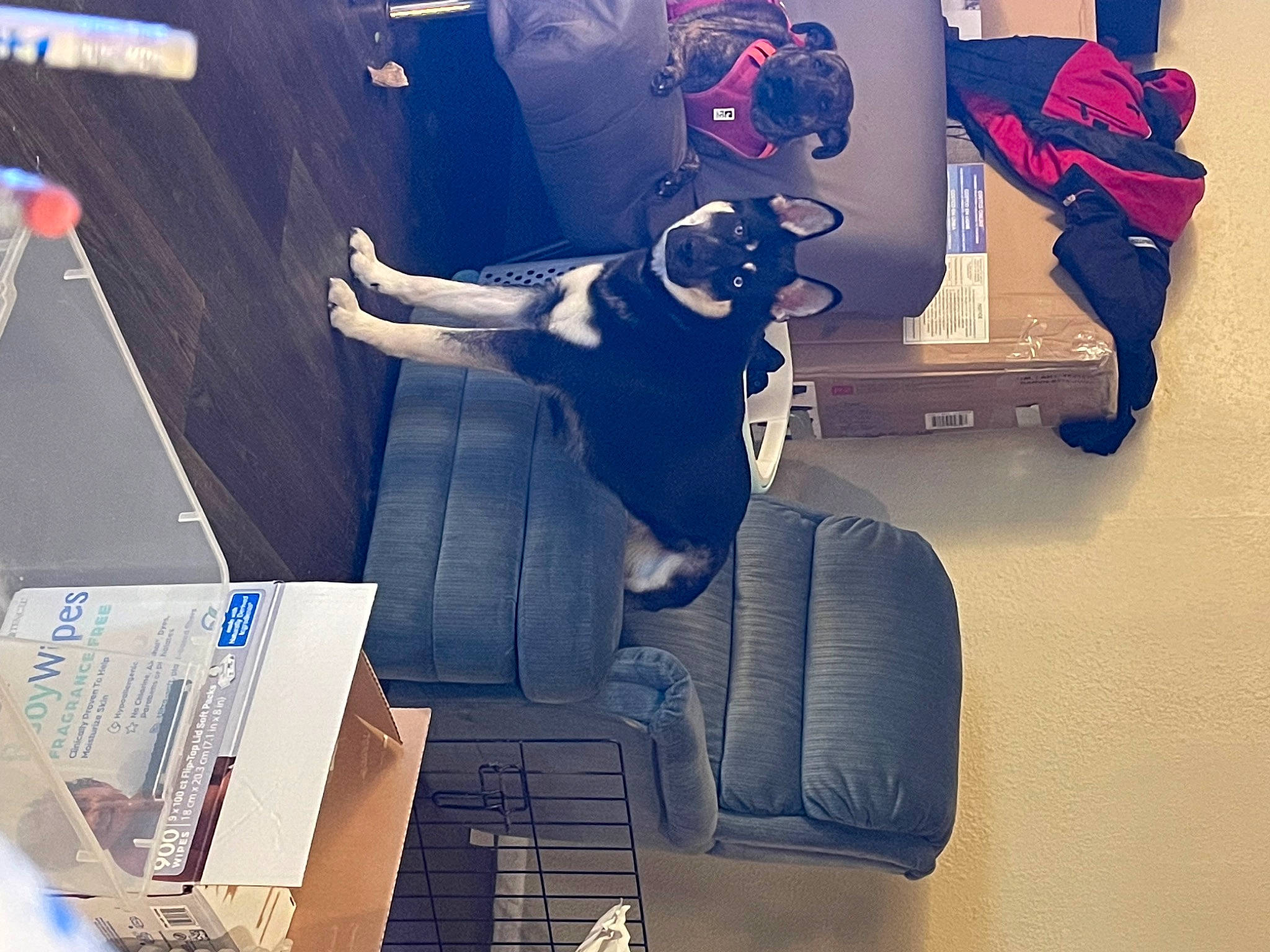 Dozer joined the competition — help win amazing prizes! art, automotive_design, bag, carmine, carnivore, carton, chair, comfort, companion_dog, couch, dog, electric_blue, eyewear, fictional_character, font, graphic_design, product, room, shipping_box, visual_arts