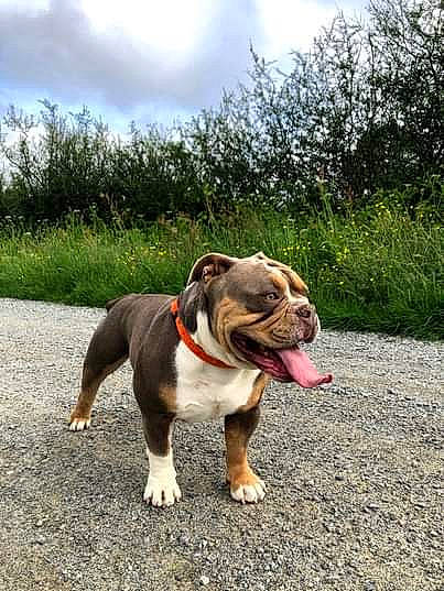 Houston a rejoint le concours — aidez-le/la à gagner de superbes lots ! american_bulldog, australian_bulldog, british_bulldogs, bulldog, canidae, carnivore, companion_dog, dog, dog_breed, dorset_olde_tyme_bulldogge, fawn, mammal, non_sporting_group, old_english_bulldog, olde_english_bulldogge, rare_breed_dog, renascence_bulldogge, snout, toy_bulldog, vertebrate