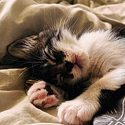 Pookie a rejoint le concours — aidez-le/la à gagner de superbes lots ! cat, kitten, sleeping, black_and_white, calico, pet, animal, face, whiskers, pink_nose, paws, fur, cozy, blanket, bed, indoors, close_up, portrait, relaxed, cute