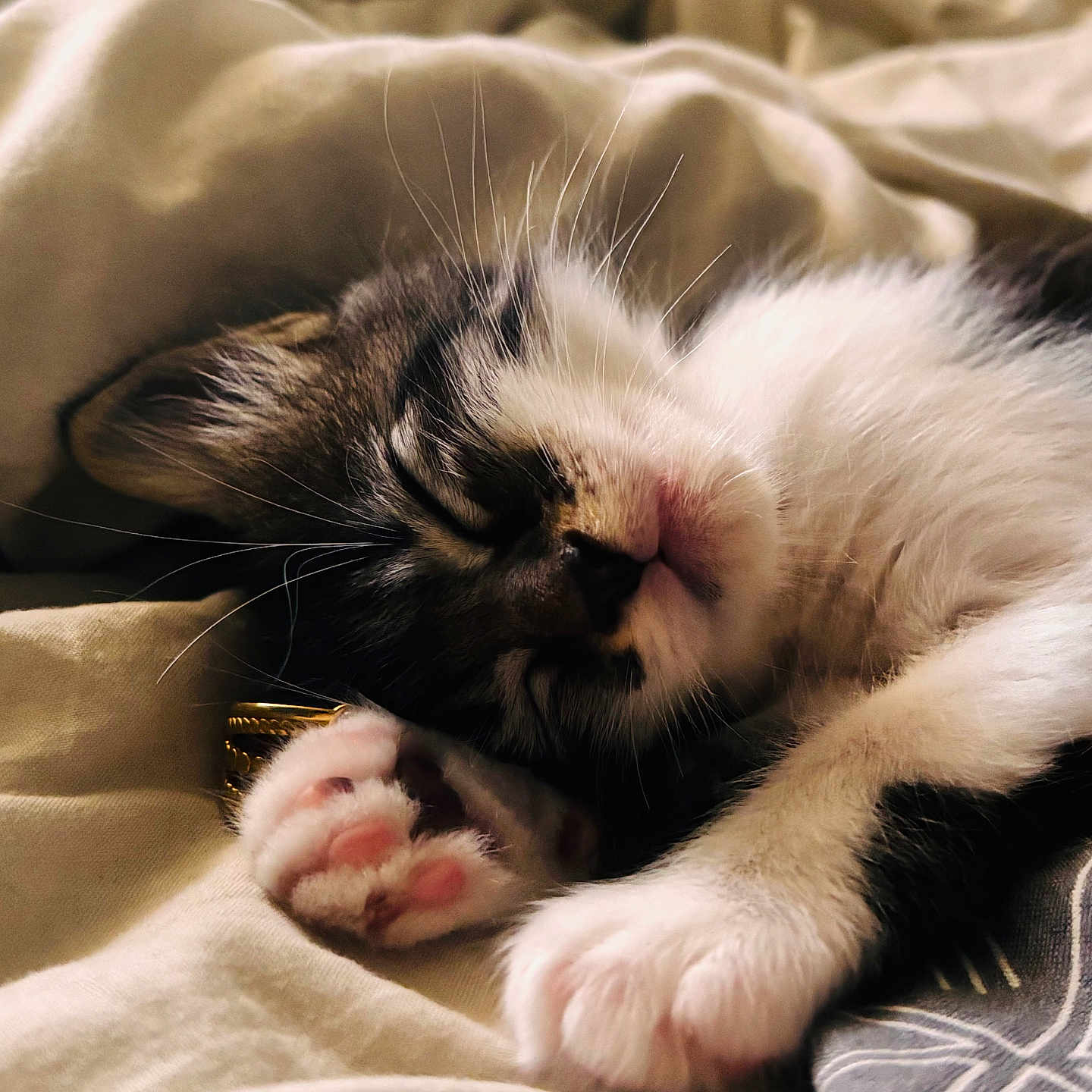 Pookie a rejoint le concours — aidez-le/la à gagner de superbes lots ! cat, kitten, sleeping, black_and_white, calico, pet, animal, face, whiskers, pink_nose, paws, fur, cozy, blanket, bed, indoors, close_up, portrait, relaxed, cute