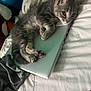 Lilo is registered to the contest to win money with this photo: animal, bed, bedding, cat, cozy, curled_up, cute, domestic_cat, fur, gray_tabby, indoor, kitten, laptop, paw, pet, resting, sleepy, soft, technology, whiskers