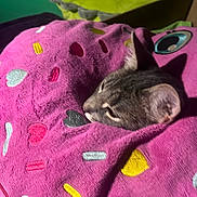 Lilo joined the competition — help win amazing prizes! animal, blanket, cat, closeup, colorful, comfort, cozy, cute, cute_pet, feline, hearts, indoor, pet, pink, resting, sleeping, snuggled, soft, tabby, warm