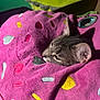 animal, blanket, cat, closeup, colorful, comfort, cozy, cute, cute_pet, feline, hearts, indoor, pet, pink, resting, sleeping, snuggled, soft, tabby, warm