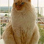 cat, fluffy, cream_color, blue_eyes, sitting, window, cityscape, outdoor_view, fur, pet, animal, domestic_cat, calm, feline, portrait, daylight, balcony, urban, cute, whiskers