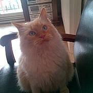 Bobo a rejoint le concours — aidez-le/la à gagner de superbes lots ! cat, fluffy, blue_eyes, indoor, chair, black_chair, furniture, vintage_stereo, curious, pet, animal, domestic, light, window, floor, wood, ears, whiskers, sitting, closeup