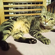 Grisouille participe au concours pour gagner de l'argent avec cette photo : cat, tabby_cat, pet, animal, feline, cushion, chair, wooden_chair, indoor, relaxed, domestic_animal, paw, fur, whiskers, looking, resting, home, curious, mammal, cute