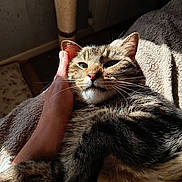 Grisouille participe au concours pour gagner de l'argent avec cette photo : blanket, cat, closeup, comfort, cozy, cute, domestic_animal, feline, fur, hand, indoor, nap, paw, pet, relaxation, resting, scratching_post, sunlight, tabby_cat, whiskers