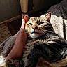 blanket, cat, closeup, comfort, cozy, cute, domestic_animal, feline, fur, hand, indoor, nap, paw, pet, relaxation, resting, scratching_post, sunlight, tabby_cat, whiskers
