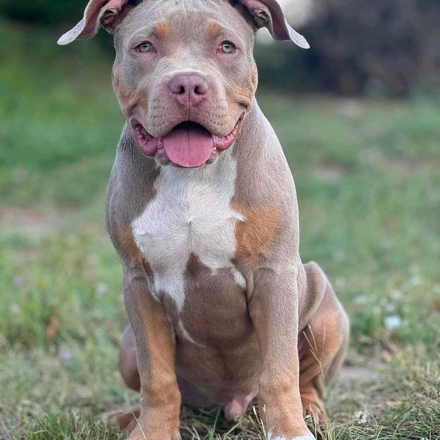 Arès a rejoint le concours — aidez-le/la à gagner de superbes lots ! animal, ball, boxer, bulldog, canine, dog, football, frenchbulldog, grass, hound, pet, pitbull, plant, pointer, puppy, snout, soccer, soccerball, sport, whitedog
