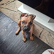 Tonka joined the competition — help win amazing prizes! puppy, dog, floor, rug, carpet, furniture, footwear, nike, slide, pet, cute, indoor, brown_puppy, looking_up, small_dog, home, wooden_floor, domestic, animal, pet_portrait