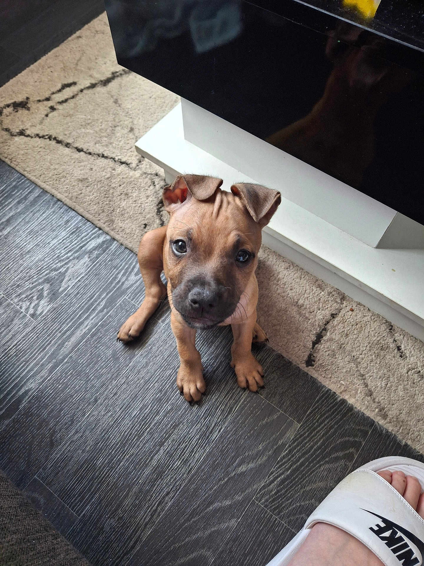 Tonka joined the competition — help win amazing prizes! puppy, dog, floor, rug, carpet, furniture, footwear, nike, slide, pet, cute, indoor, brown_puppy, looking_up, small_dog, home, wooden_floor, domestic, animal, pet_portrait