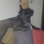 Cash joined the competition — help win amazing prizes! dog, black_dog, pet, couch, pillow, blanket, indoor, living_room, close_up, staring, glowing_eyes, paw, snout, short_hair, wall_decor, santa_figure, flash_photography, phone_screenshot, timestamp, cozy