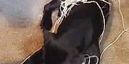 Cash joined the competition — help win amazing prizes! dog, puppy, black_dog, yarn, string, tangled, carpet, floor, paw, tail, playing, chewing, indoor, pet, cord, office_chair_wheel, shadow, closeup, mess, cute