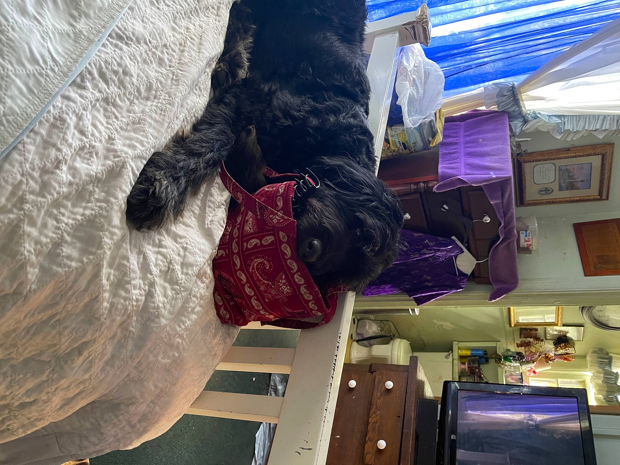 Bboo joined the competition — help win amazing prizes! ceiling, fun, fur, human_leg, machine, magenta, pattern, purple, room, textile, tree, wood