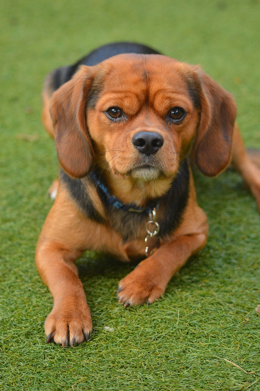 Dougie joined the competition — help win amazing prizes! ancient_dog_breeds, canidae, carnivore, companion_dog, dog, dog_breed, fawn, fur, grass, hound, hunting_dog, liver, plant, puppy, snout, sporting_group, terrestrial_animal, whiskers, working_animal, working_dog