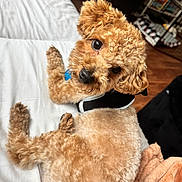 Bronx is registered to the contest to win money with this photo: dog, curly_fur, brown_dog, pet, indoor, bed, blanket, looking_back, cute, small_dog, fur, animal, domestic_animal, resting, cozy, house, sitting, black_harness, floor, shelving_unit