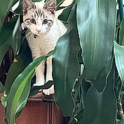 Bella Podstawna is registered to the contest to win money with this photo: animal, background, cat, closeup, curious, domestic, ears, eyes, feline, greenery, hiding, home, indoor, leaf, nature, paws, pet, plant, whiskers, wood