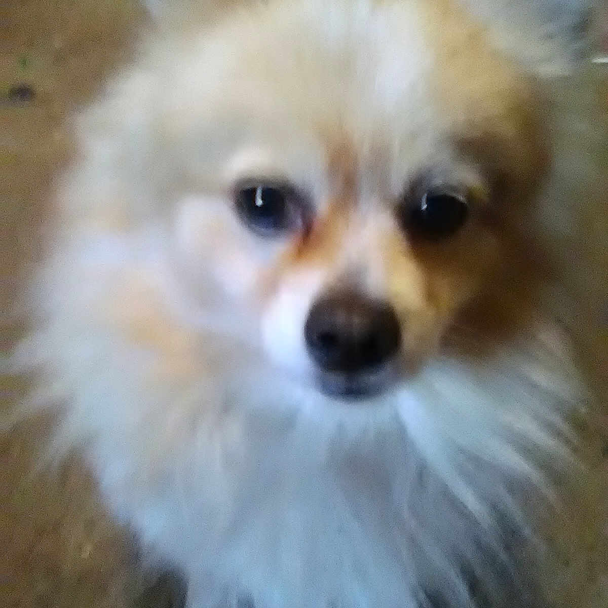 Milo joined the competition — help win amazing prizes! ancient_dog_breeds, canidae, carnivore, companion_dog, dog, dog_breed, fur, german_spitz, german_spitz_klein, german_spitz_mittel, mammal, nose, pomeranian, puppy, skin, snout, spitz, vertebrate, volpino_italiano, whiskers