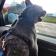 Hiemdall joined the competition — help win amazing prizes! cat, gray_cat, pet, harness, car, window, side_view, looking_out, mouth_open, whiskers, sunlight, daytime, outdoor_view, vehicle_interior, reflection, nature, road, trees, sky, animal