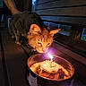 Hiemdall is registered to the contest to win money with this photo: cat, tabby_cat, candle, cake, bowl, wooden_bench, tattooed_arm, night, twilight, outdoor, pet, animal, curious, sniffing, celebration, small_cake, closeup, domestic_cat, feline, evening