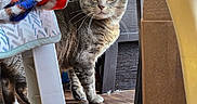 Hiemdall joined the competition — help win amazing prizes! alert, animal, blanket, cardboard_box, cat, curious, domestic, ears, feline, furniture, household, indoor, looking, natural_light, pet, standing, tabby, whiskers, wooden_floor, yellow_ball